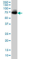 MGAT4A Antibody (monoclonal) (M02)