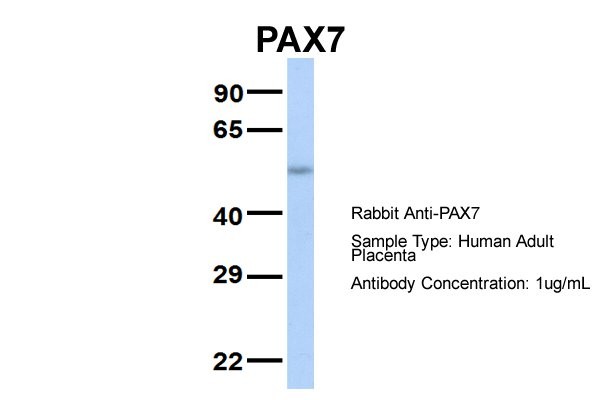 PAX7 antibody - middle region