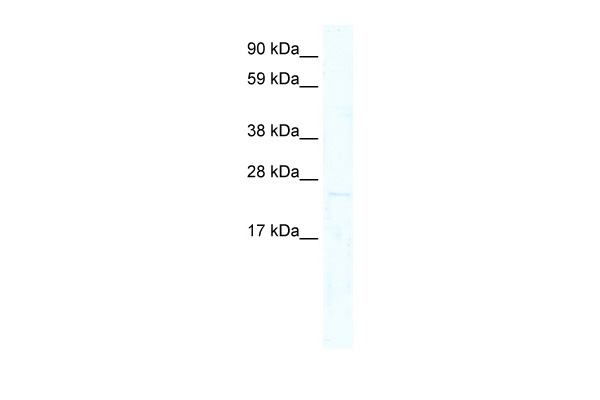 MIXL1 antibody