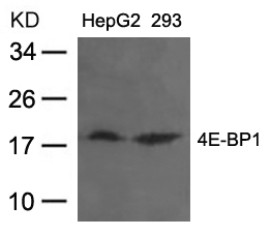 4E BP1 Antibody