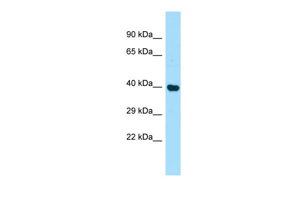 Pdcd2 Antibody