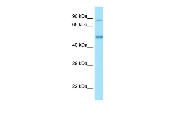 Clk4 antibody