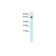 ZNF499 antibody