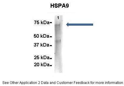 HSPA9 antibody
