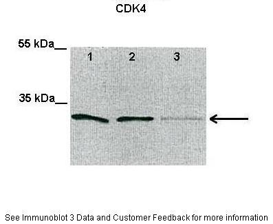 CDK4 antibody