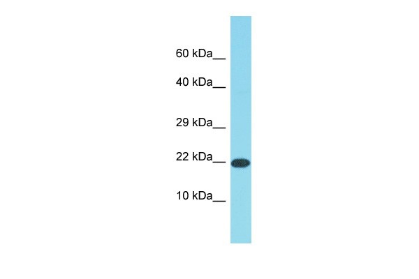 DDIT3 Antibody - N-terminal region