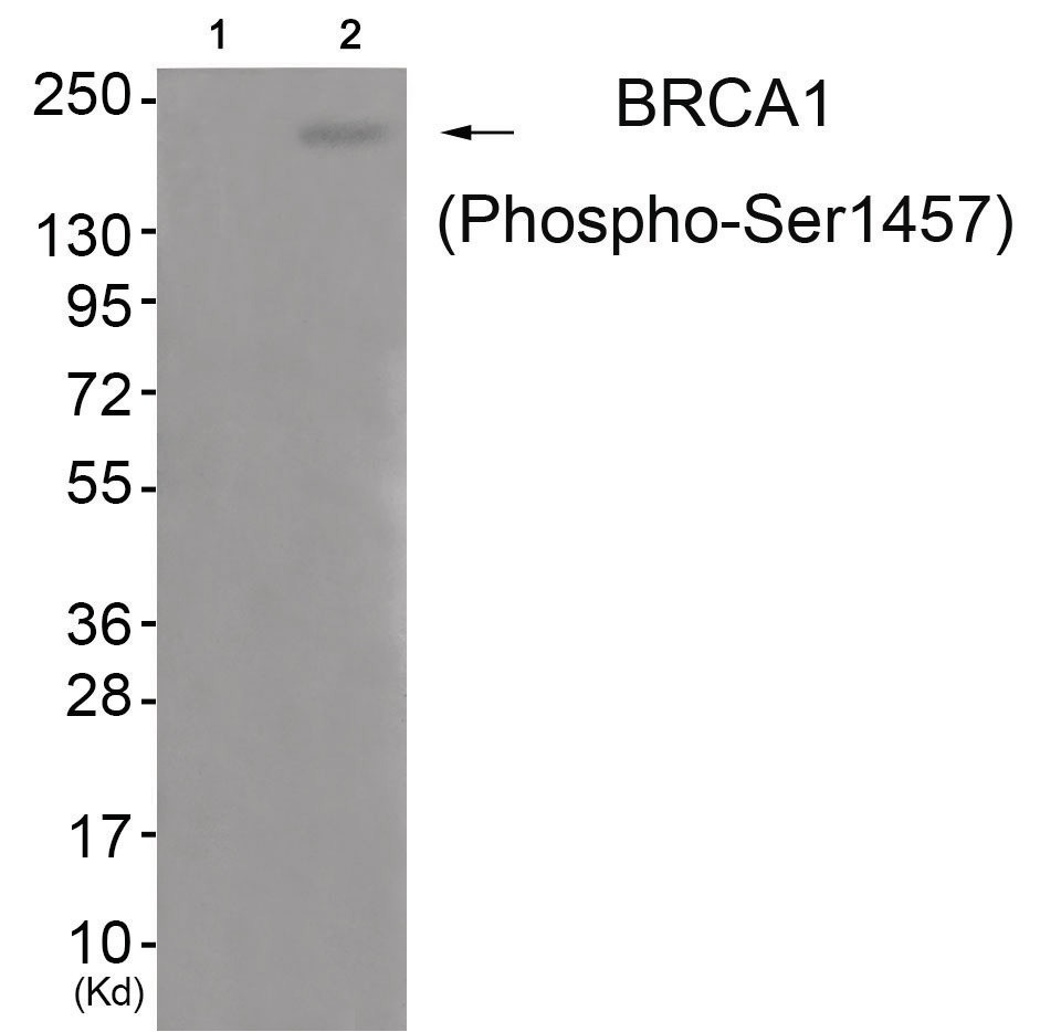 BRCA1 (phospho Ser1457) Antibody