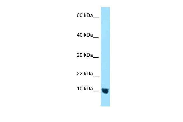 MTCP1NB antibody