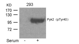 Pyk2 (phospho Tyr402) Antibody