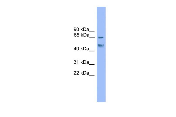 Runx2 antibody - C-terminal region