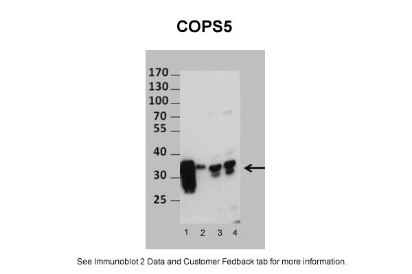 COPS5 antibody - N-terminal region