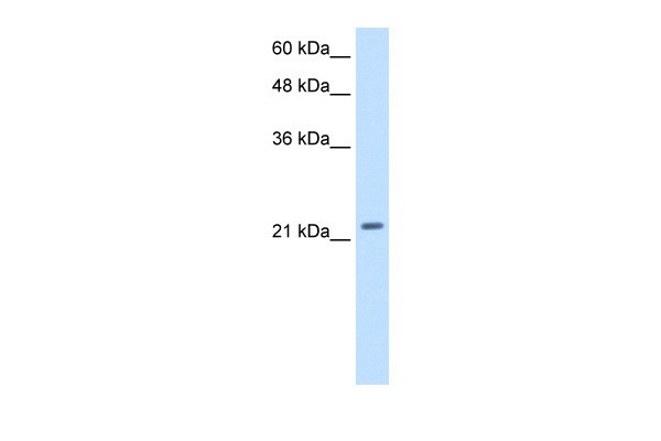 PMF1 antibody - middle region