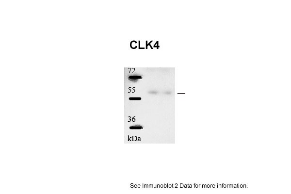 CLK4 antibody - N-terminal region