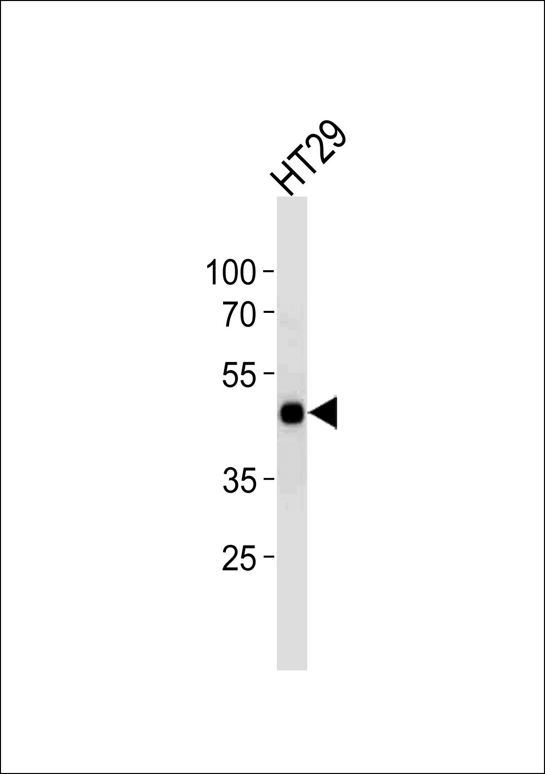 CREB1 Antibody