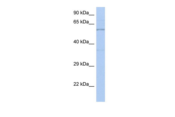 TH antibody
