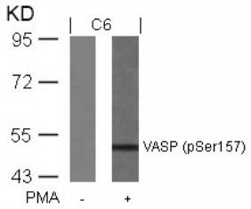 VASP (phospho Ser157) Antibody
