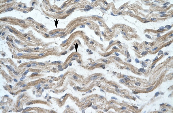 MSX1 antibody