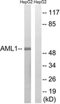 AML1 polyclonal antibody