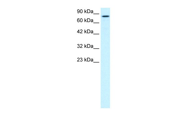 KIF3B Antibody