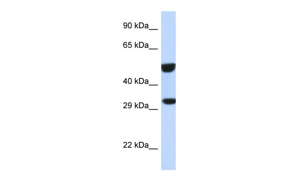 ETS2 antibody