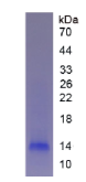 Recombinant Fibrinogen Alpha (FGa)