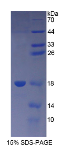 Recombinant Thymic Stromal Lymphopoietin (TSLP)