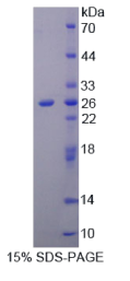 Recombinant Keratin 1 (KRT1)