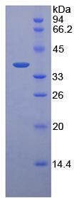 Recombinant Pepsinogen C (PGC)