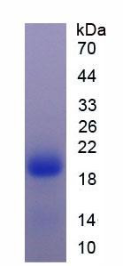 Recombinant Fibroblast Growth Factor 2, Basic (FGF2)