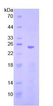 Recombinant High Mobility Group Protein 1 (HMG1)