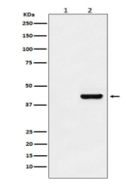 Myc-Tag Mouse Monoclonal Antibody