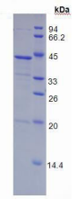 Recombinant Fibrinogen Like Protein 1 (FGL1)