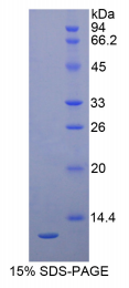 Recombinant Proteoglycan 4 (PRG4)