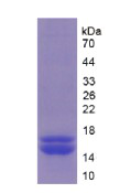 Recombinant Furin (FUR)