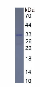 Recombinant FK506 Binding Protein 8 (FKBP8)