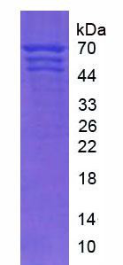 Native Fibrinogen (FG)