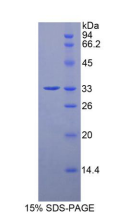 Recombinant Rat Histidine Decarboxylase (HDC)