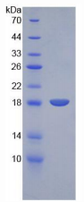 Recombinant Mouse Vascular Endothelial Growth Factor A (VEGFA)