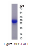 Recombinant Rattus Fibronectin (FN)