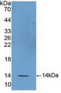 Mouse Polyclonal Antibody to Follicle Stimulating Hormone (FSH)