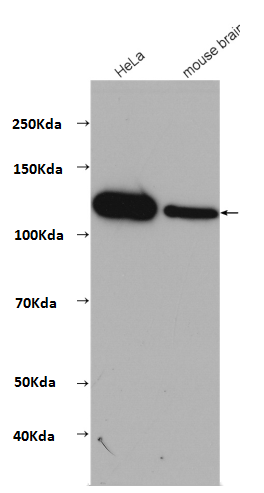 CAPRIN1 Antibody