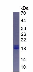 Active Parathyroid Mouse  Hormone Related Protein (PTHrP)