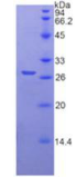 Recombinant Human Transmembrane Protease, Serine 2 (TMPRSS2)