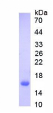 Recombinant Human  Vesicle Associated Membrane Protein 2(VAMP2)