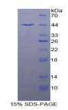 Recombinant Tetraspanin 30 (TSPAN30)