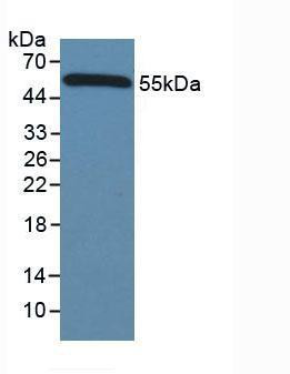 HRP-Linked Goat Anti-Mouse IgG Antibody