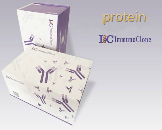 Recombinant Human Cytokeratin 5 (CK5)