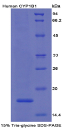 Recombinant Human Cytochrome P450 1B1 (CYP1B1)