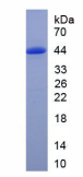 Recombinant Mouse Hemicentin 1 (HMCN1)