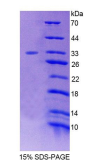 Recombinant Human Forkhead Box Protein O3 (FOXO3)